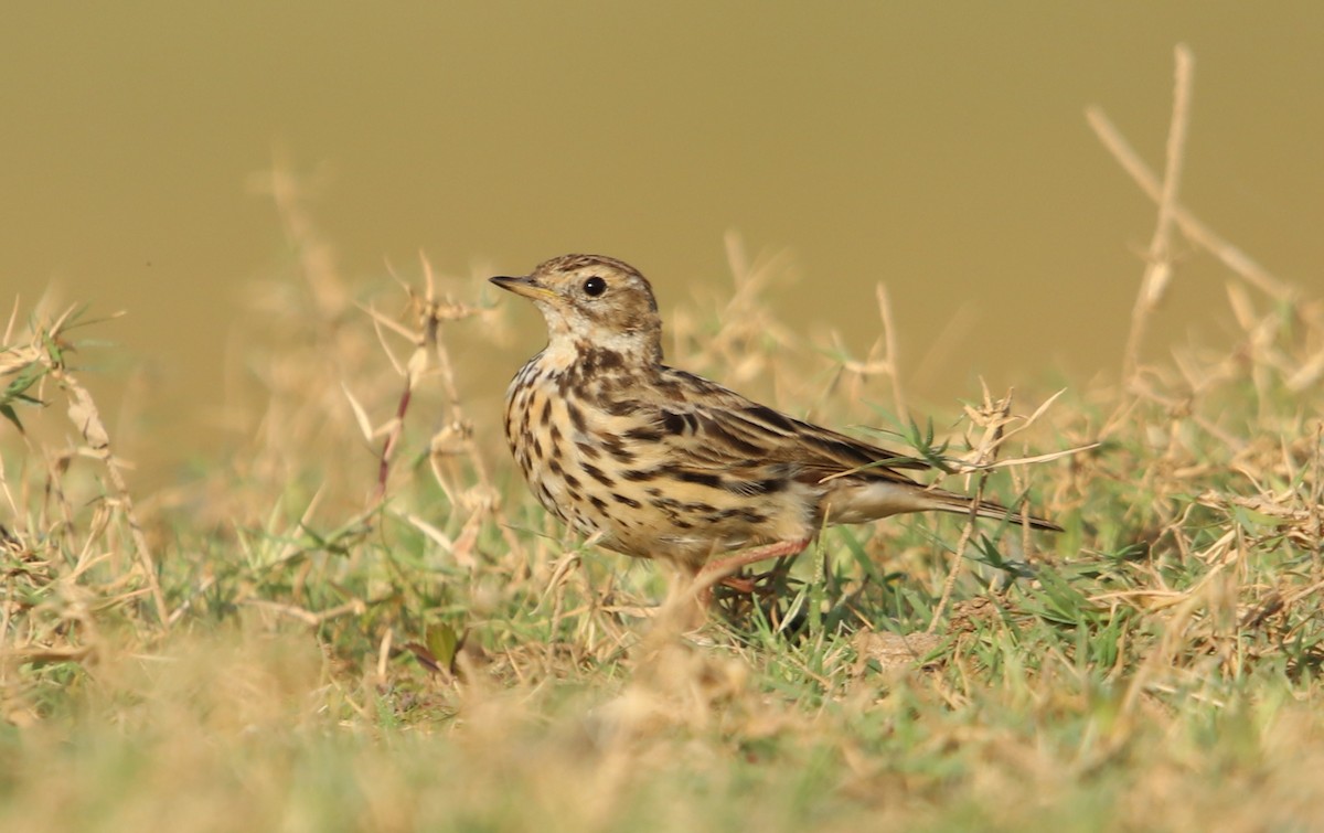 linduška rudokrká - ML632194755