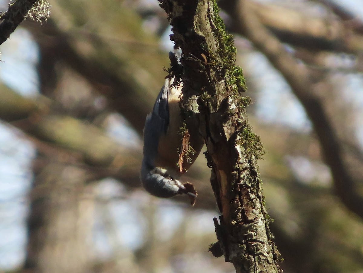Eurasian Nuthatch - ML632194785