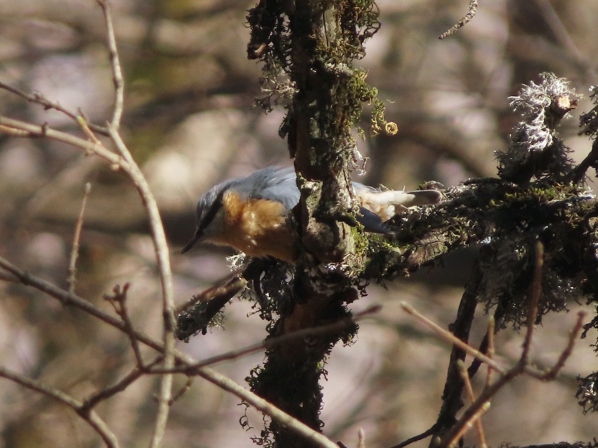 Eurasian Nuthatch - ML632194786
