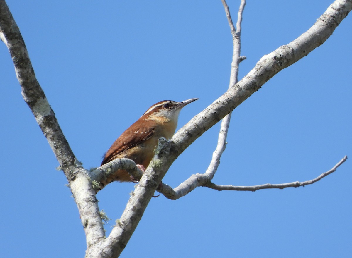 Carolina Wren - ML632194787