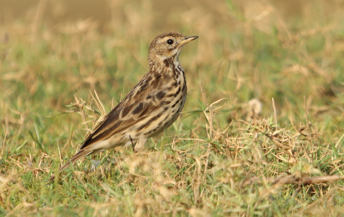 linduška rudokrká - ML632194804