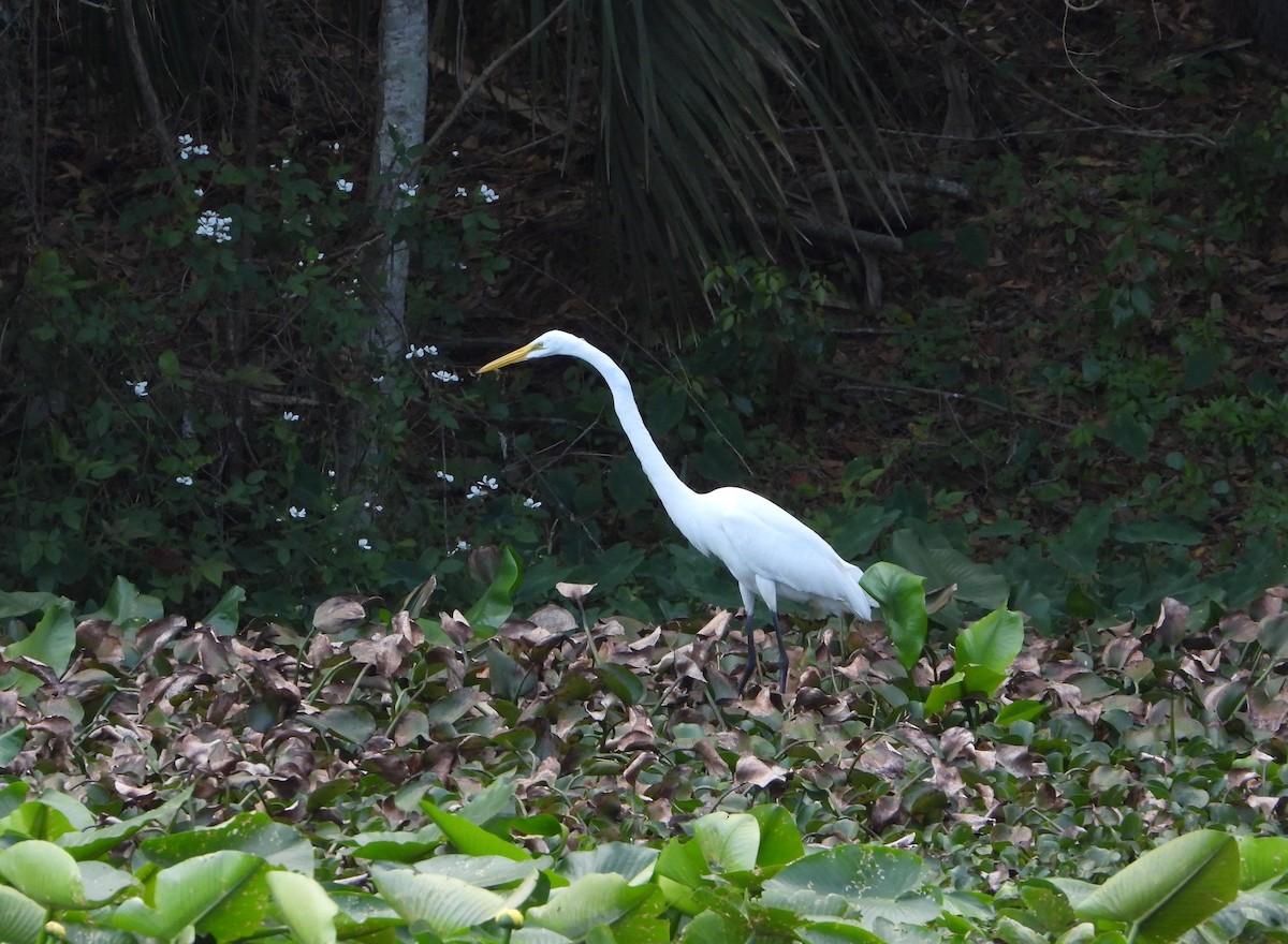 Great Egret - ML632194805