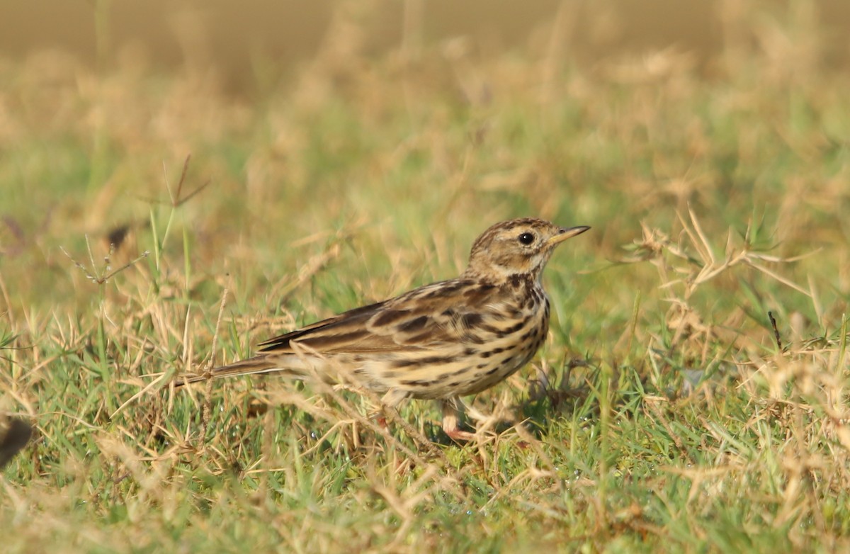 linduška rudokrká - ML632194867