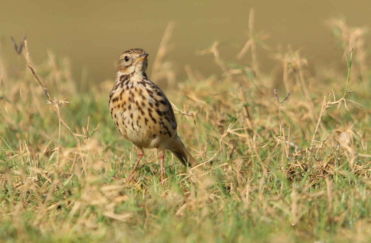 linduška rudokrká - ML632194920