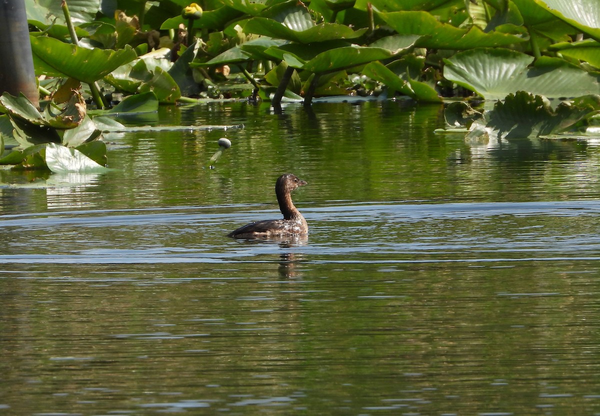 Pied-billed Grebe - ML632194973