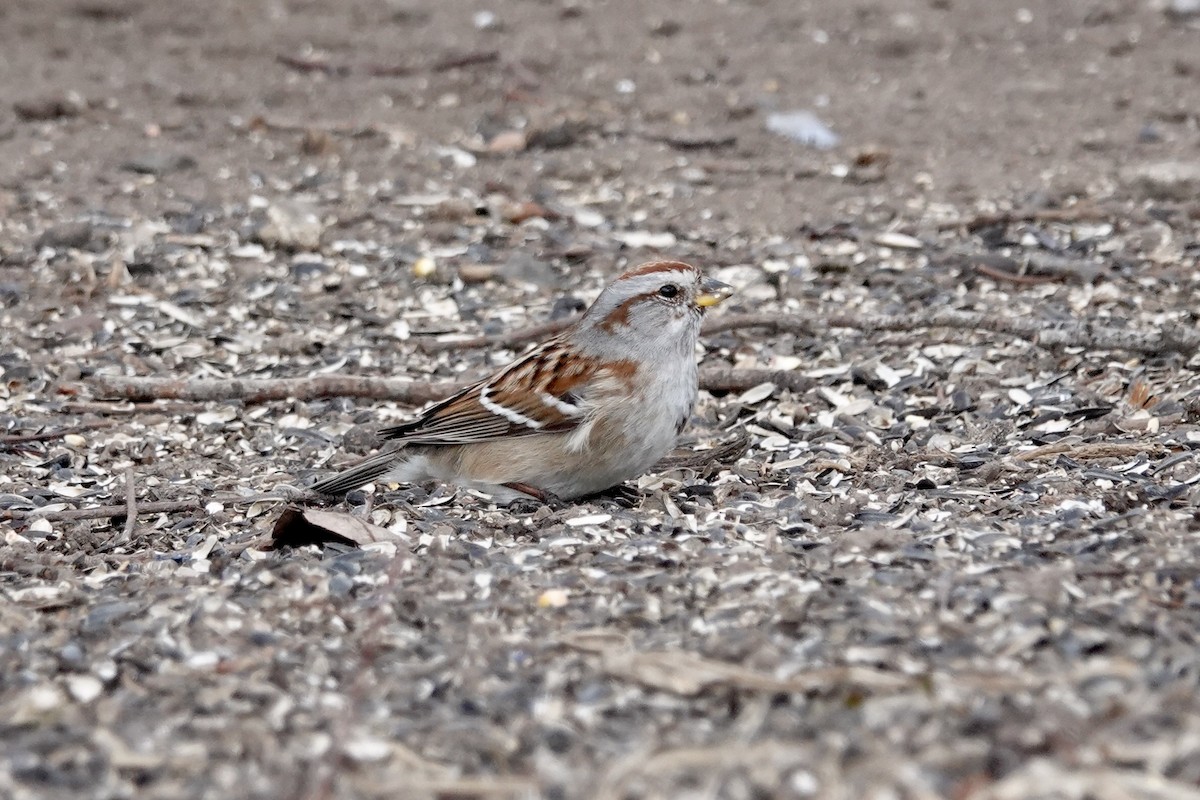 American Tree Sparrow - ML632195006