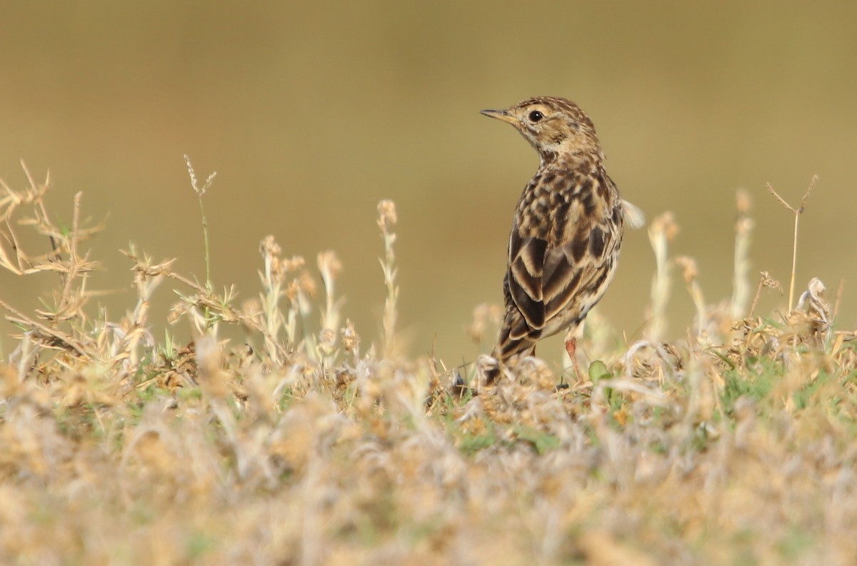 linduška rudokrká - ML632195008