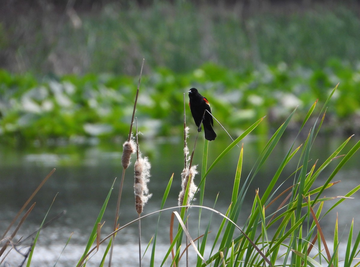 Red-winged Blackbird - ML632195102