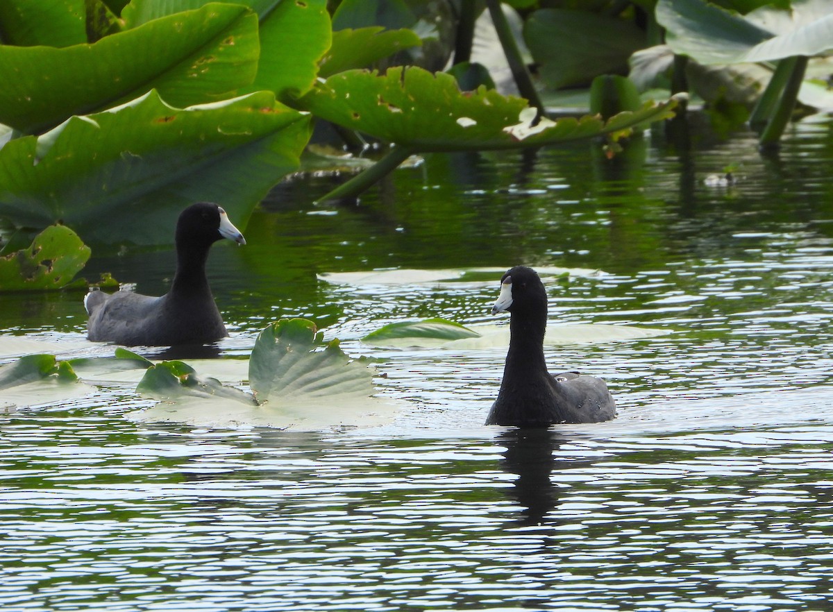 American Coot - ML632195146