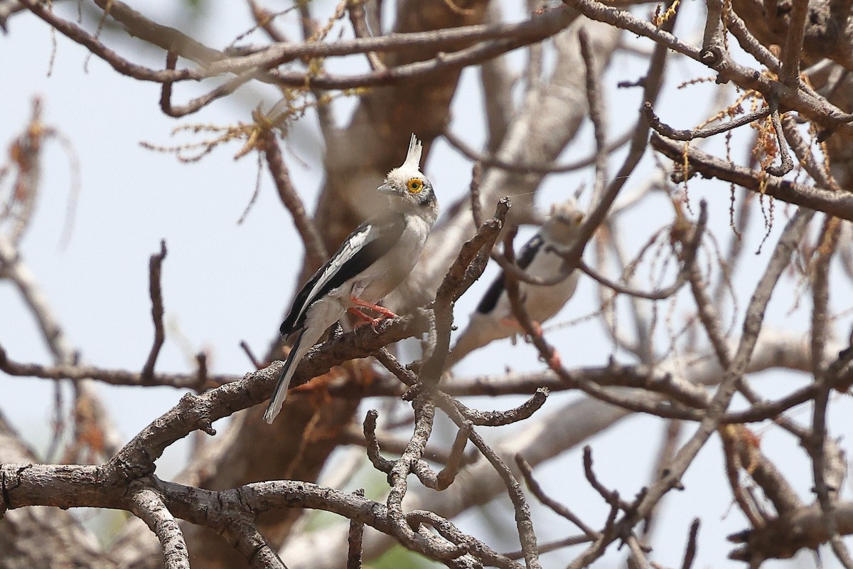 White-crested Helmetshrike (Long-crested) - ML632195147