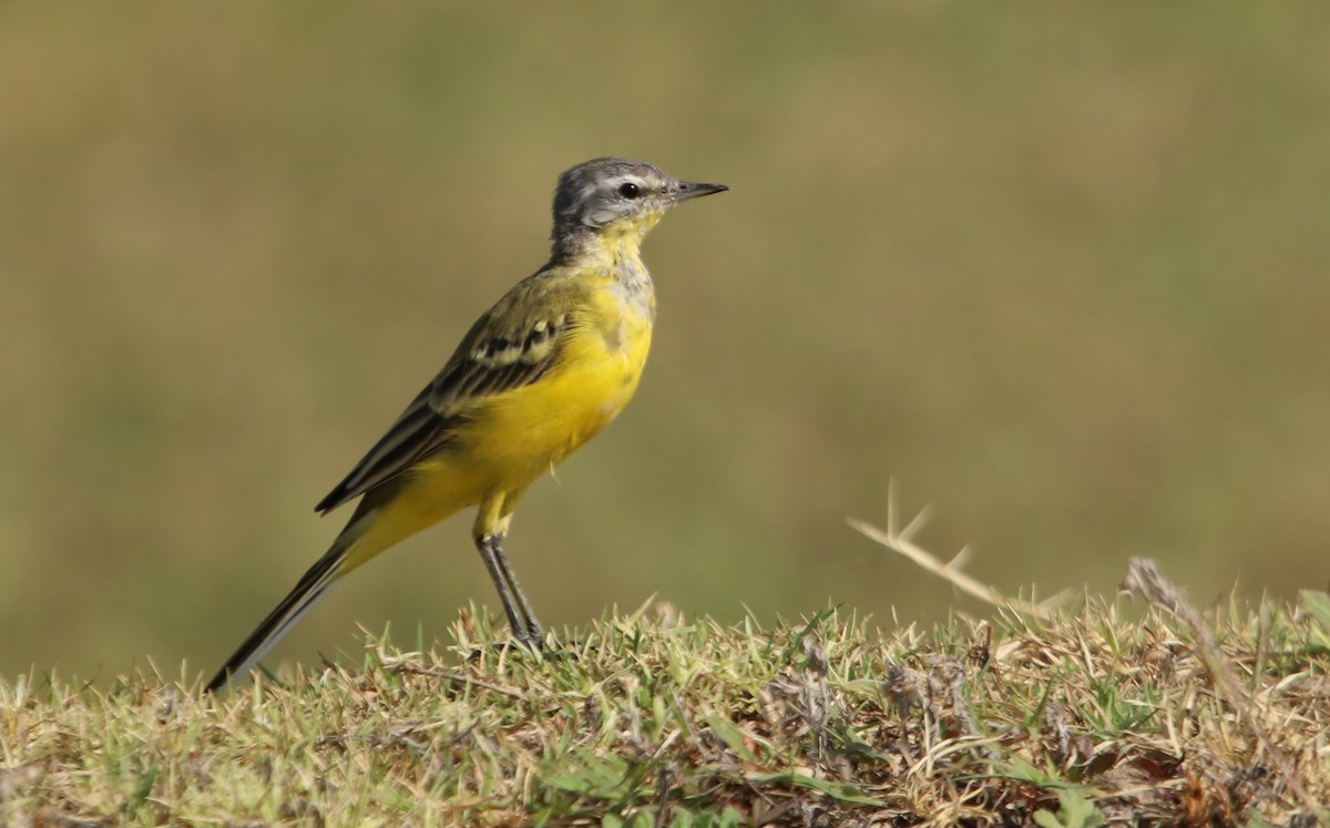 konipas luční - ML632195219