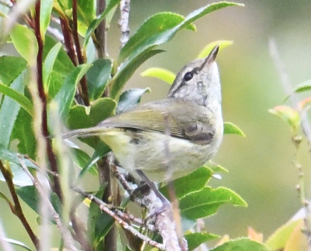 Negros Leaf Warbler - ML632195227