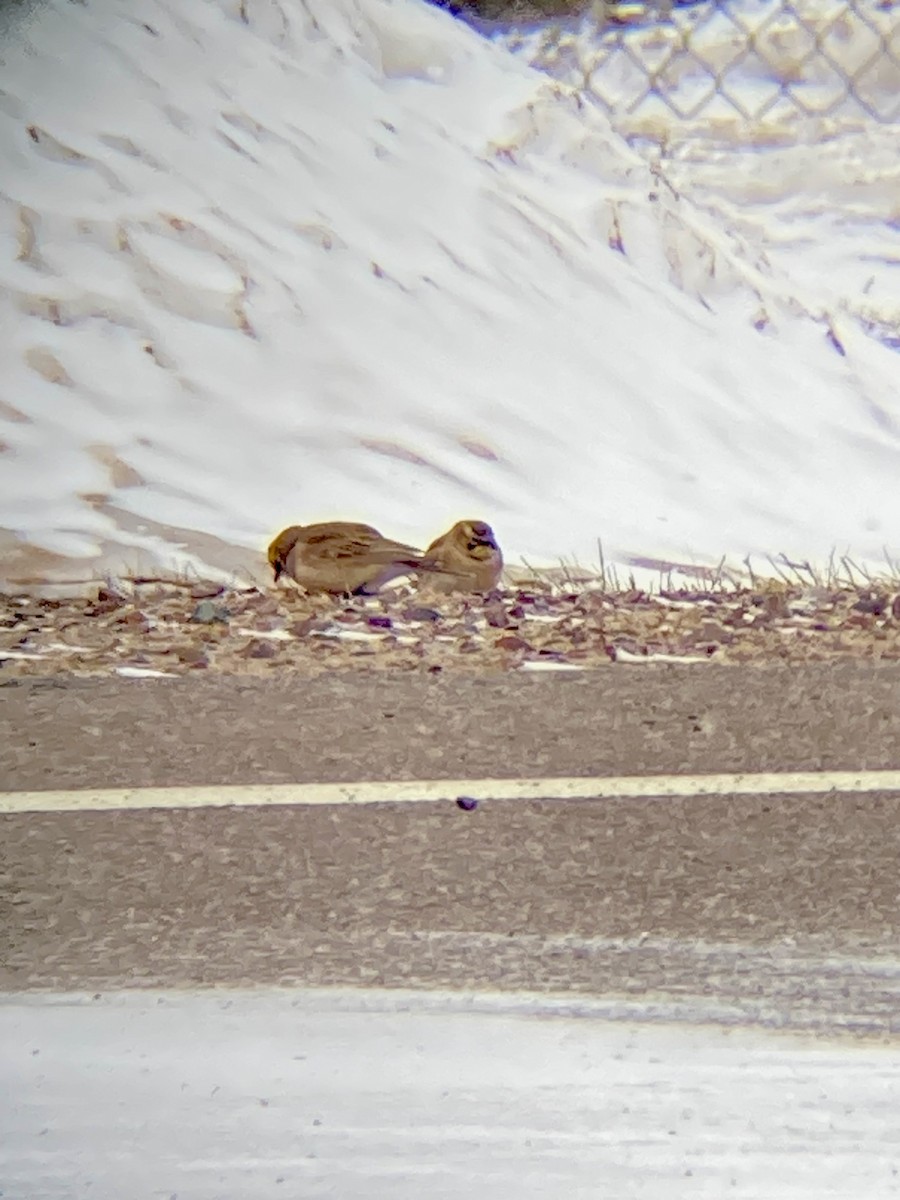 Horned Lark - Kyle Schanta