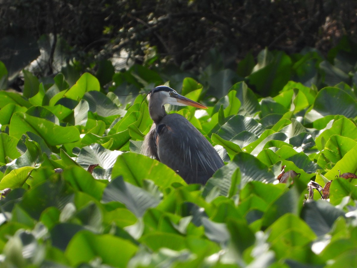 Great Blue Heron - ML632195236