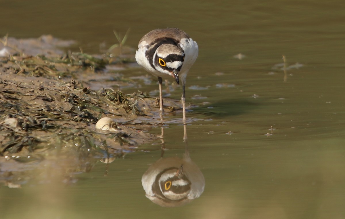 kulík říční - ML632195290