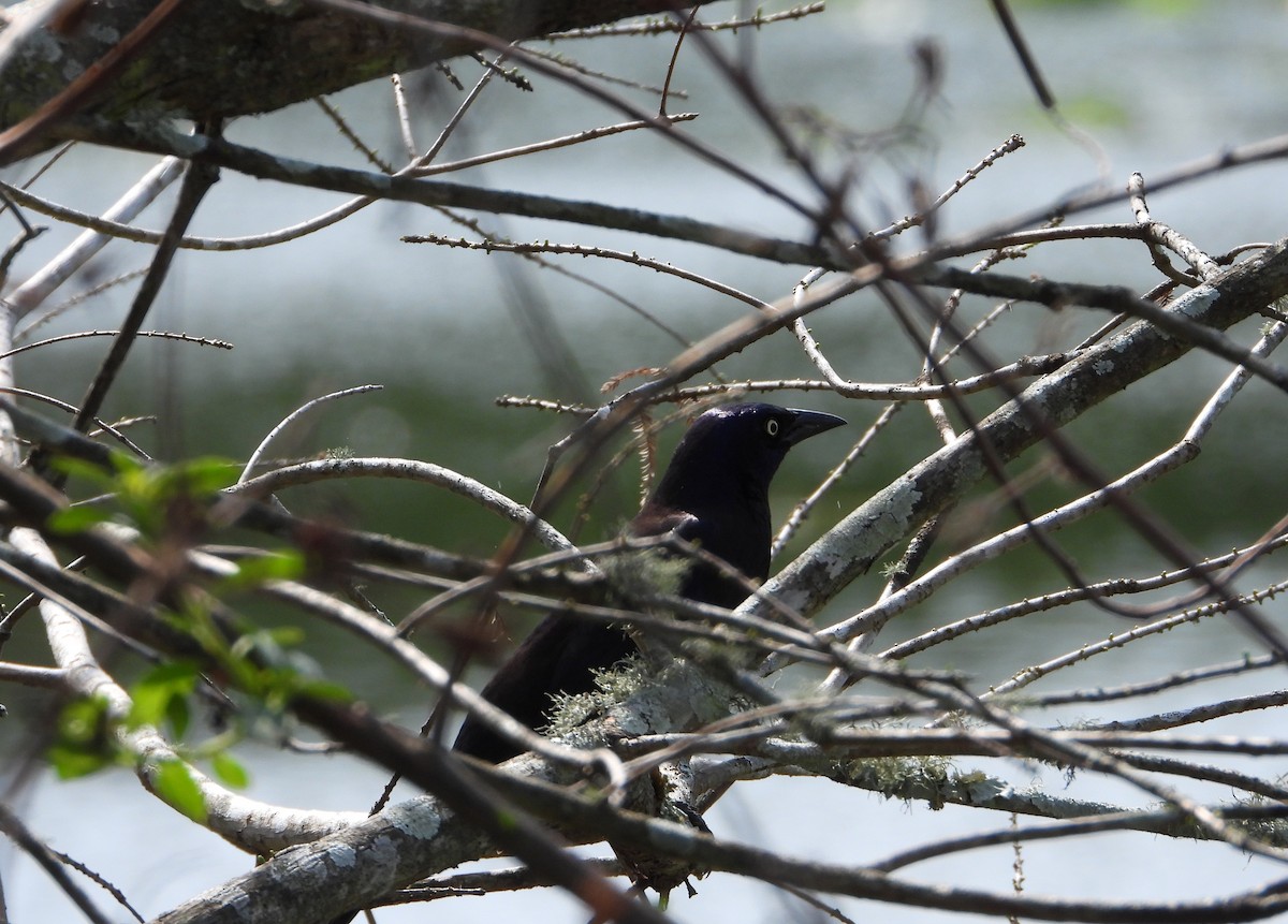 Common Grackle - ML632195299