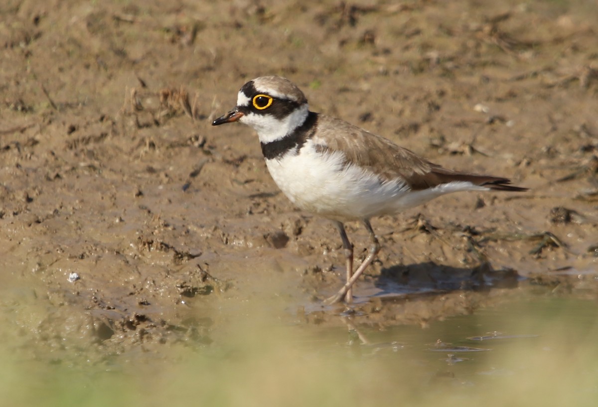 kulík říční - ML632195309