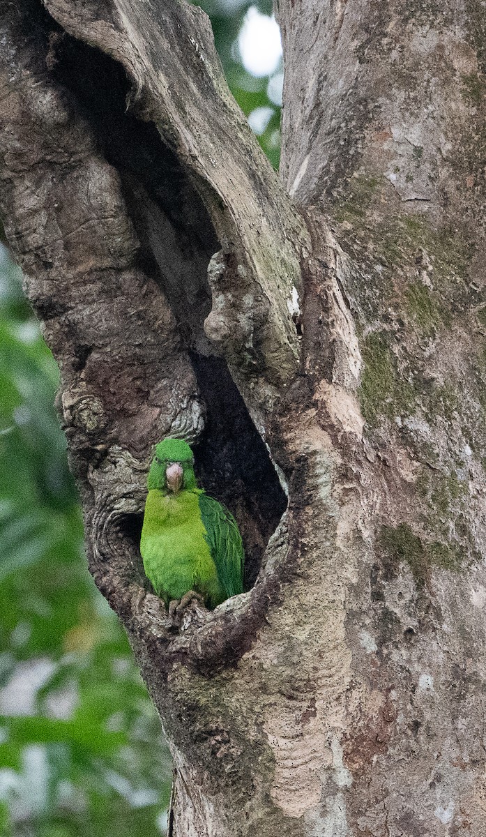 Azure-rumped Parrot - ML632195327