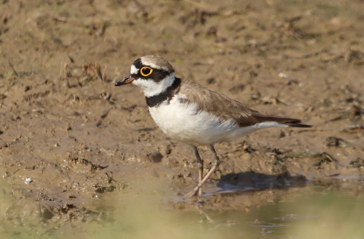 kulík říční - ML632195333