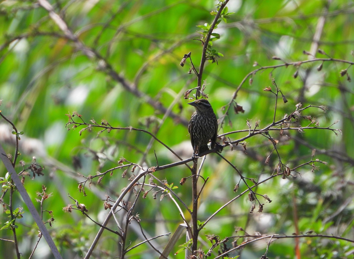Red-winged Blackbird - ML632195343
