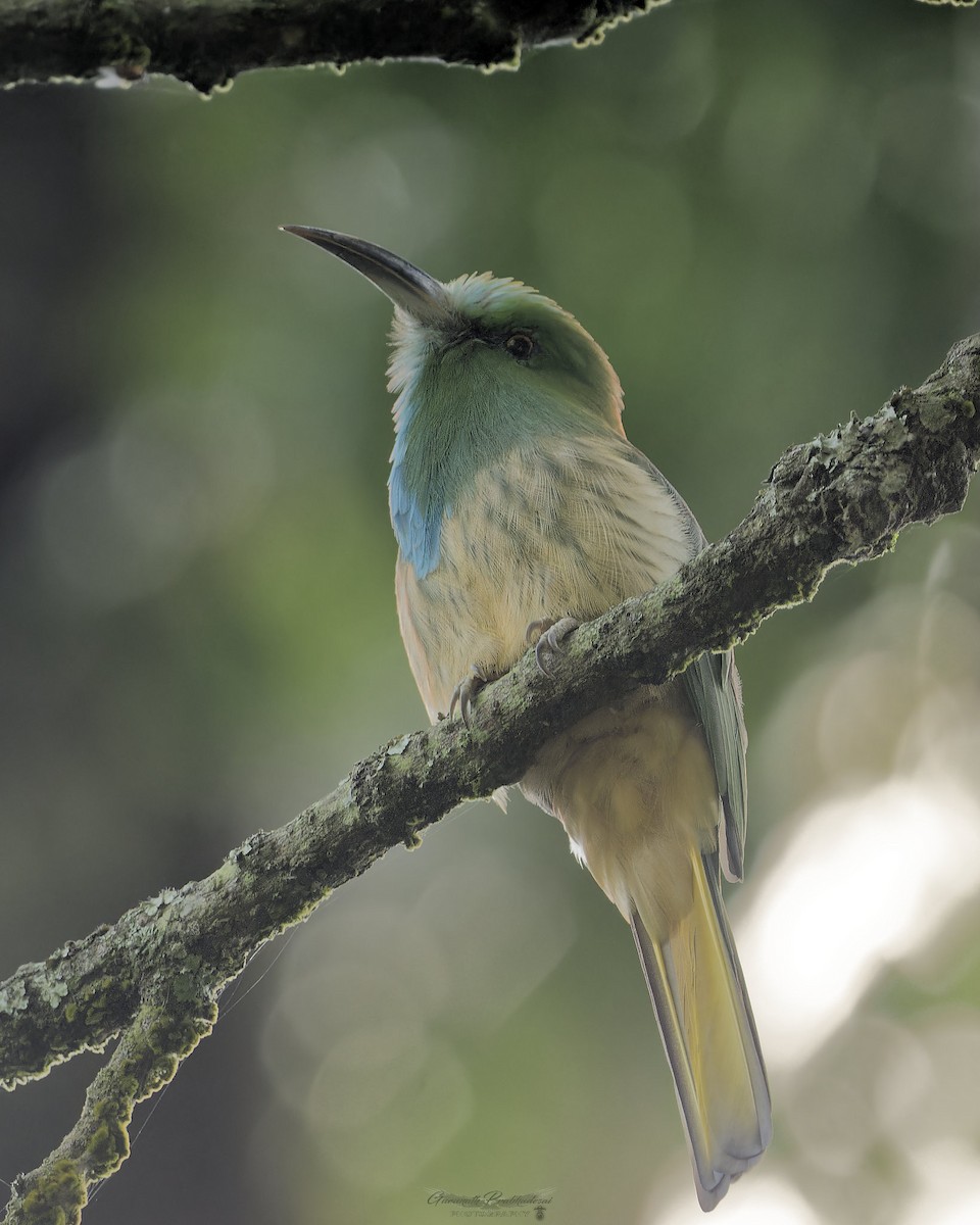 Blue-bearded Bee-eater - ML632195381