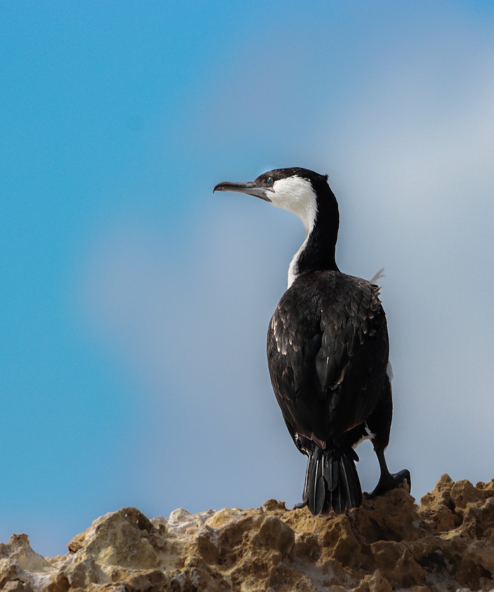 Black-faced Cormorant - ML632195462