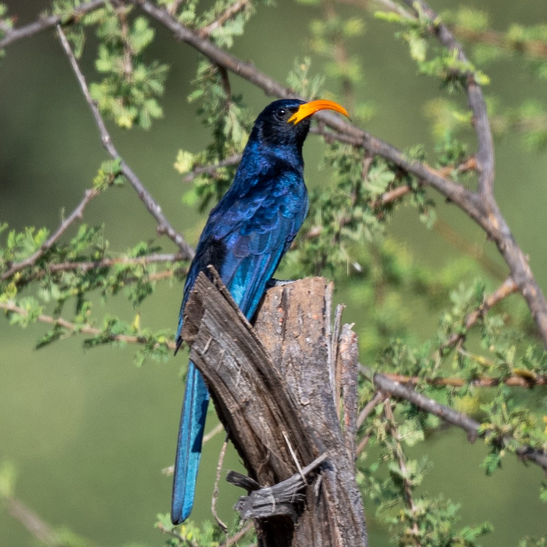 Abyssinian Scimitarbill - ML632195499