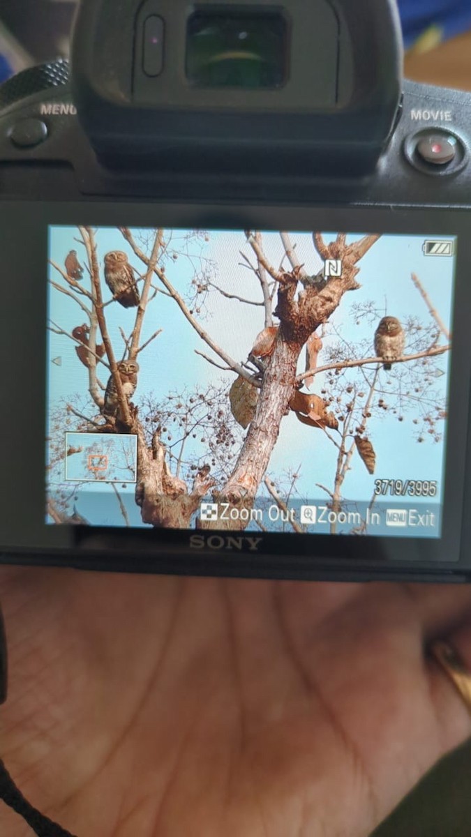 Forest Owlet - ML632195532
