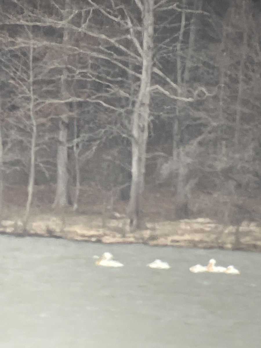 American White Pelican - ML632195541