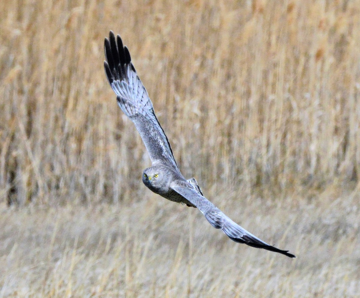 Northern Harrier - ML632195624