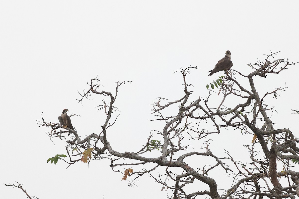 Lanner Falcon - ML632195704