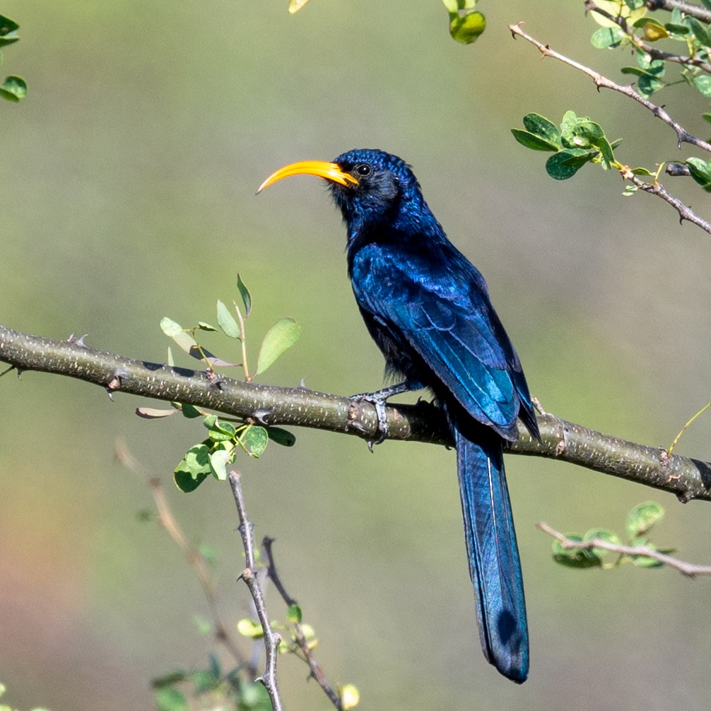 Abyssinian Scimitarbill - ML632195708