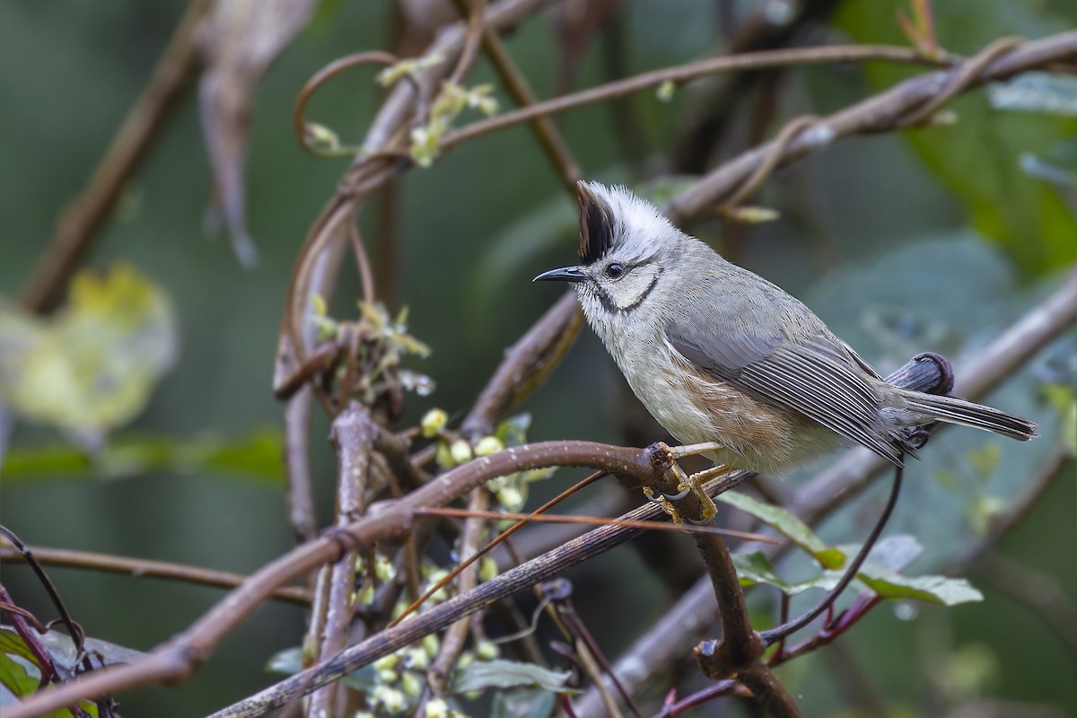 Taiwan Yuhina - ML632195751
