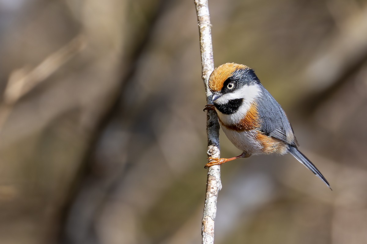 Black-throated Tit - ML632195757