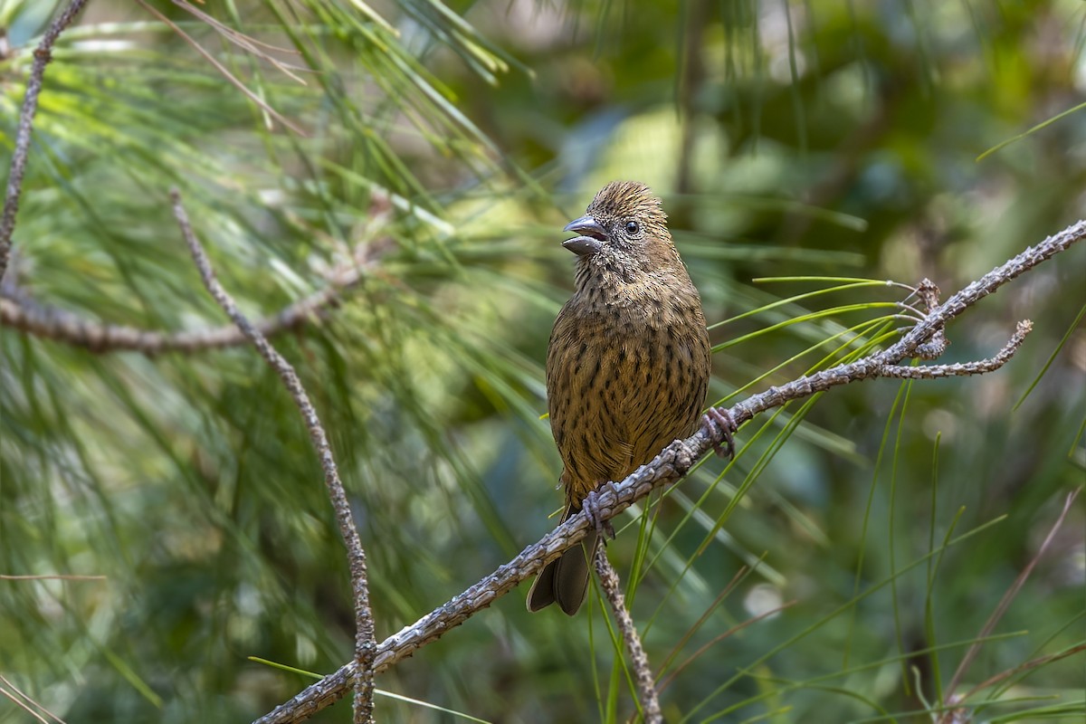 Taiwan Rosefinch - ML632195764