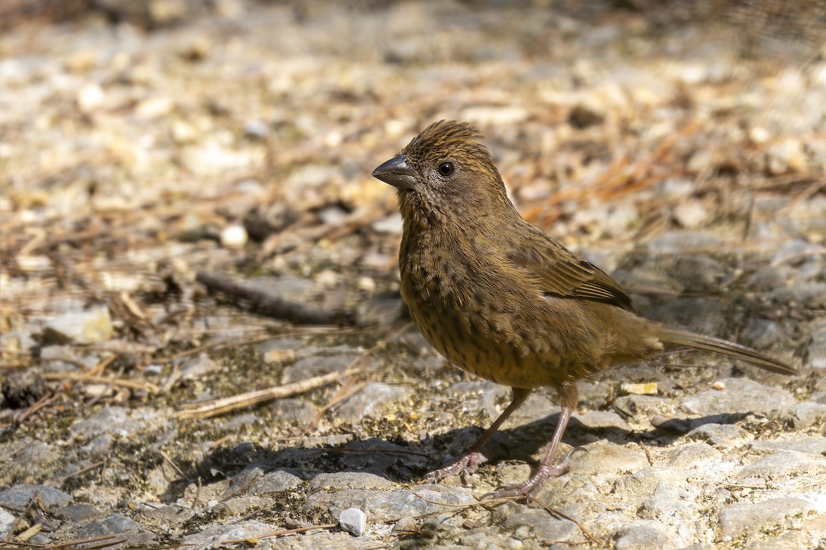 Taiwan Rosefinch - ML632195778