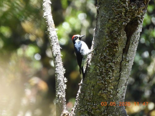 Acorn Woodpecker - ML632195824
