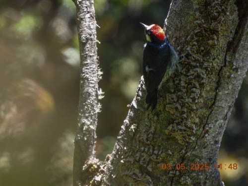 Acorn Woodpecker - ML632195825