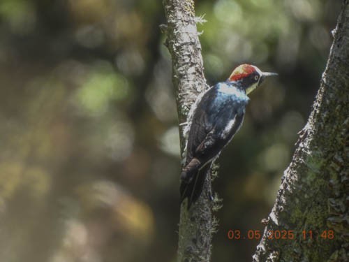 Acorn Woodpecker - ML632195826