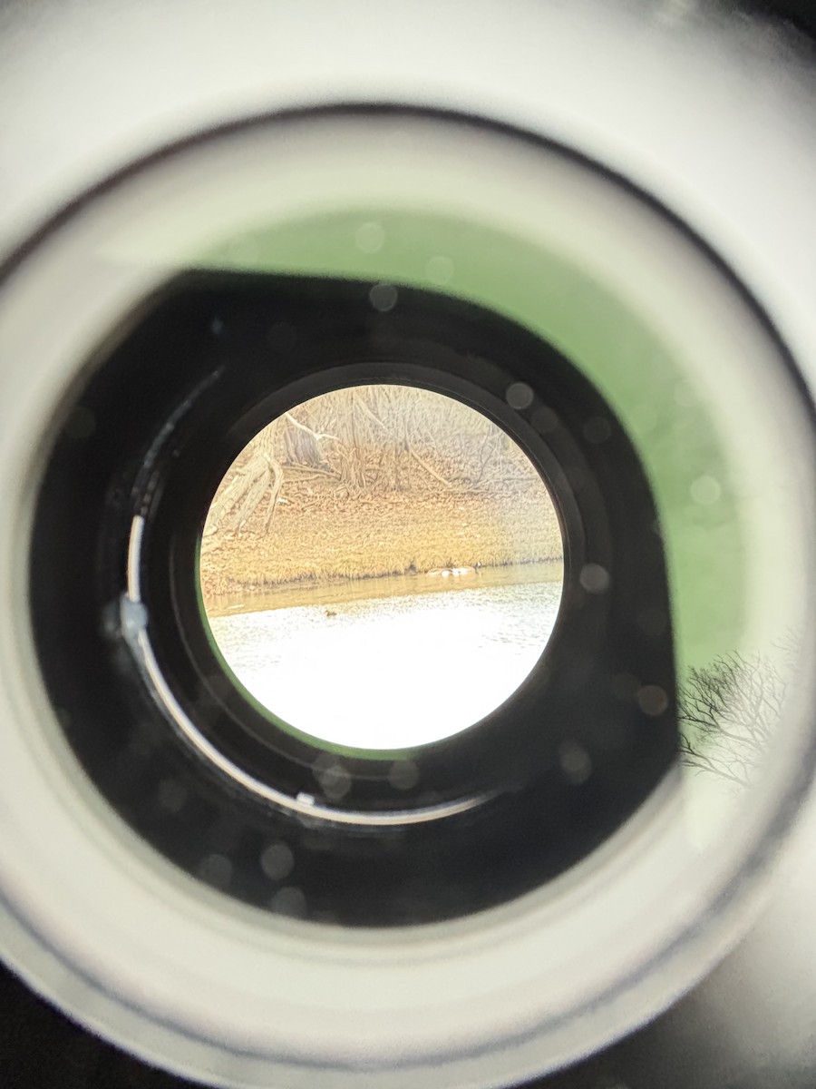 Pied-billed Grebe - ML632195931