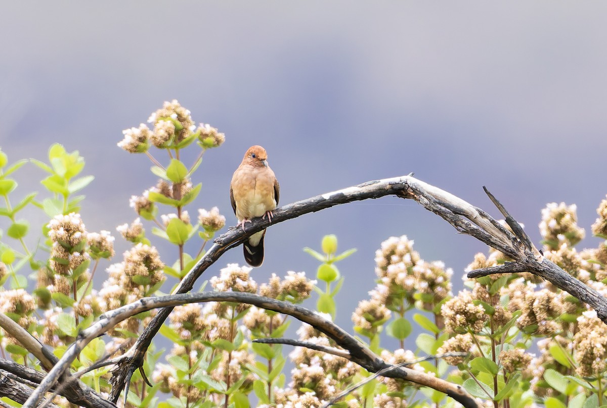 Blue-eyed Ground Dove - ML632195944