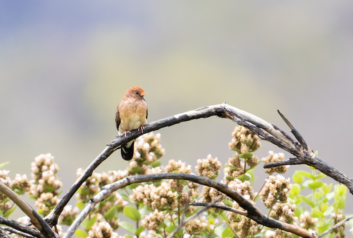 Blue-eyed Ground Dove - ML632195945