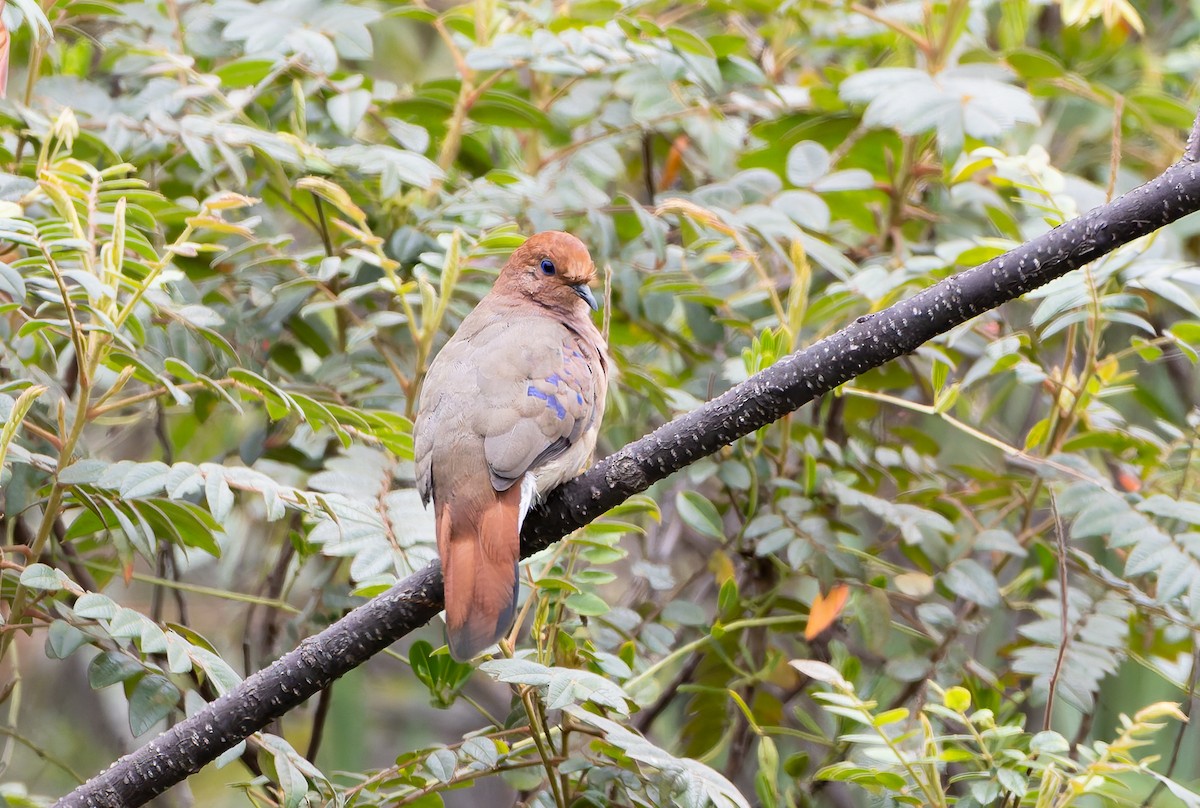 Blue-eyed Ground Dove - ML632195946