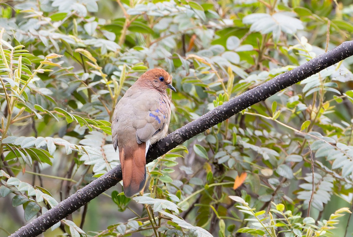Blue-eyed Ground Dove - ML632195948