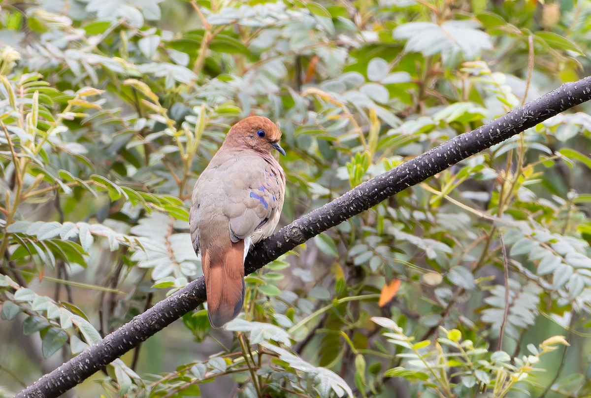 Blue-eyed Ground Dove - ML632195949