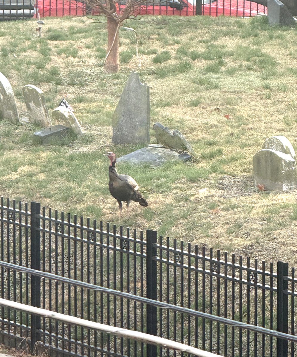 Wild Turkey - ML632196231
