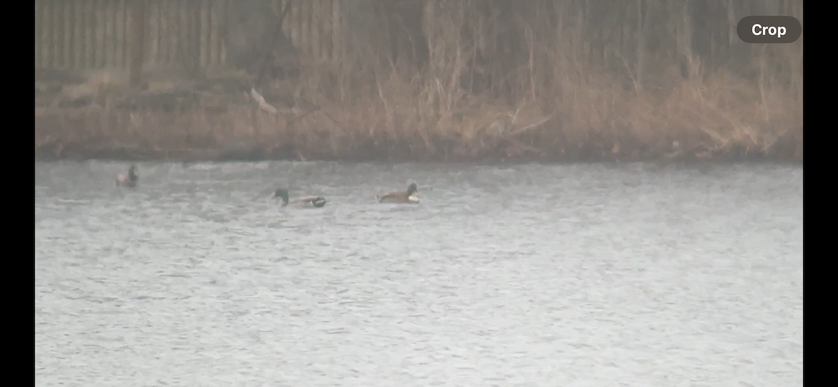 kachna domácí - ML632196239