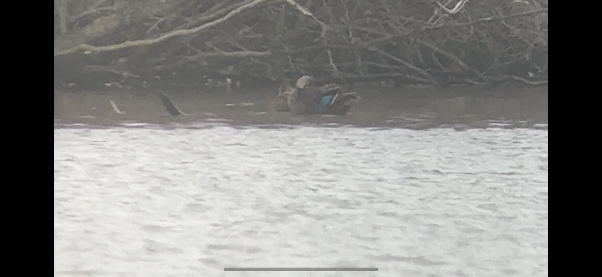 kachna tmavá - ML632196253