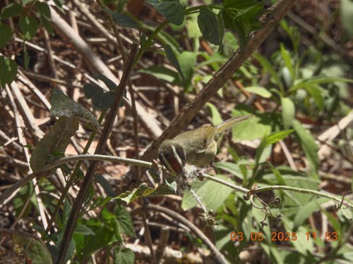 Black-cheeked Warbler - ML632196273