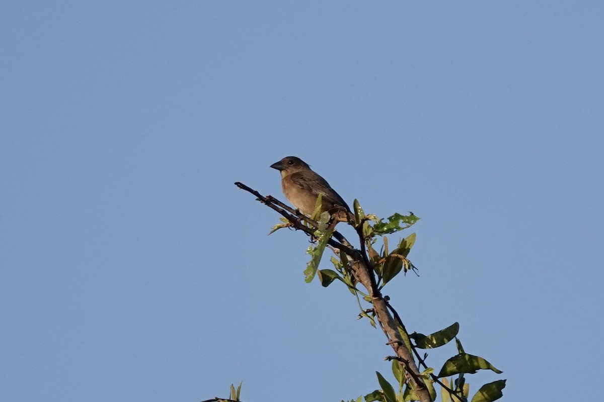 Cone-billed Tanager - ML632196274